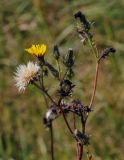 Picris hieracioides. Верхушка цветущего и плодоносящего растения. Пермский край, Оханский р-н, Кунчурихинский бор, разнотравный луг. 07.09.2019.