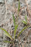 genus Pilosella. Нижняя часть растения. Краснодарский край, Пшадский сельский округ, окр. с. Криница, Грекова щель, осыпной приморский склон. 12.06.2015.