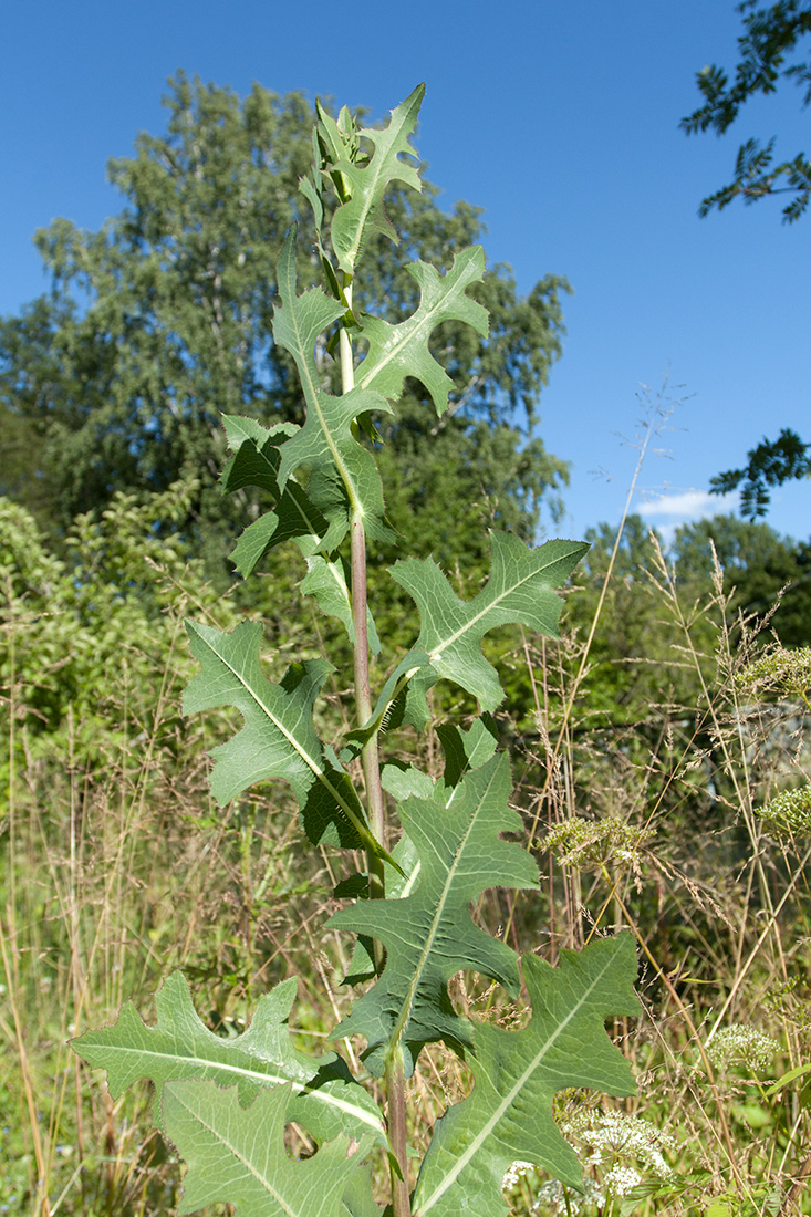 Изображение особи Lactuca serriola.