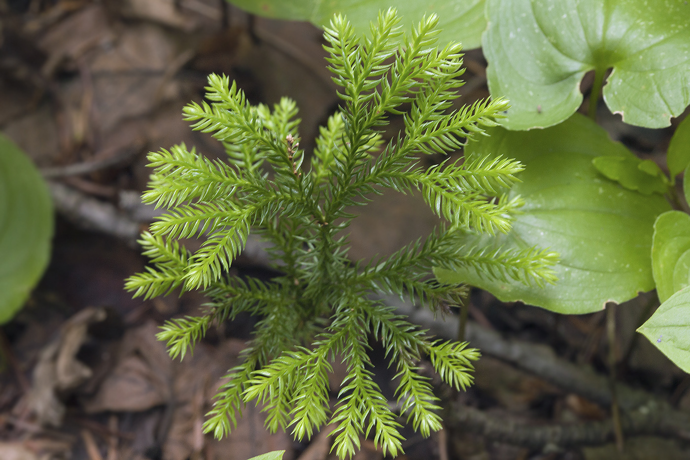 Изображение особи Lycopodium obscurum.