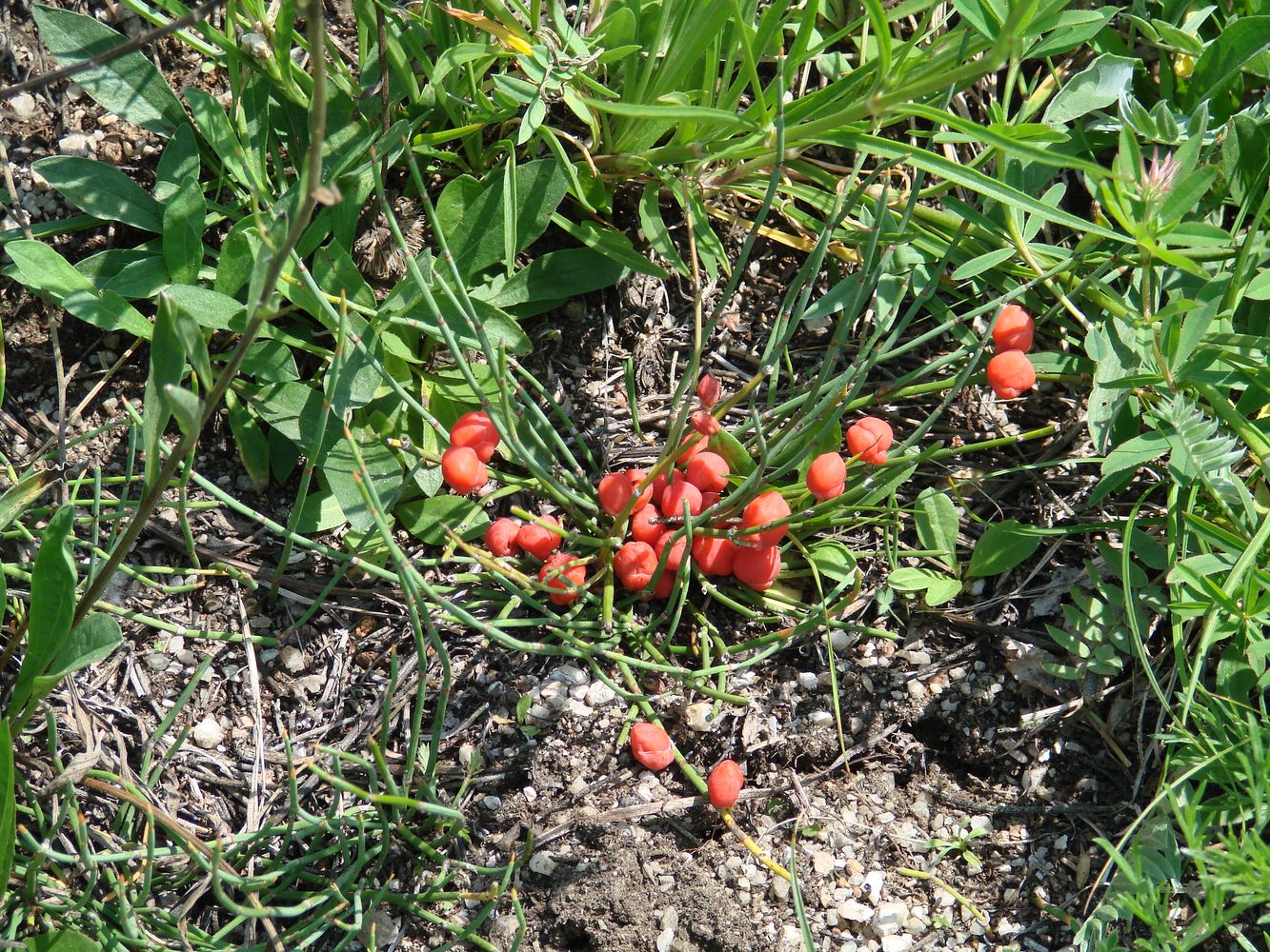 Image of Ephedra monosperma specimen.