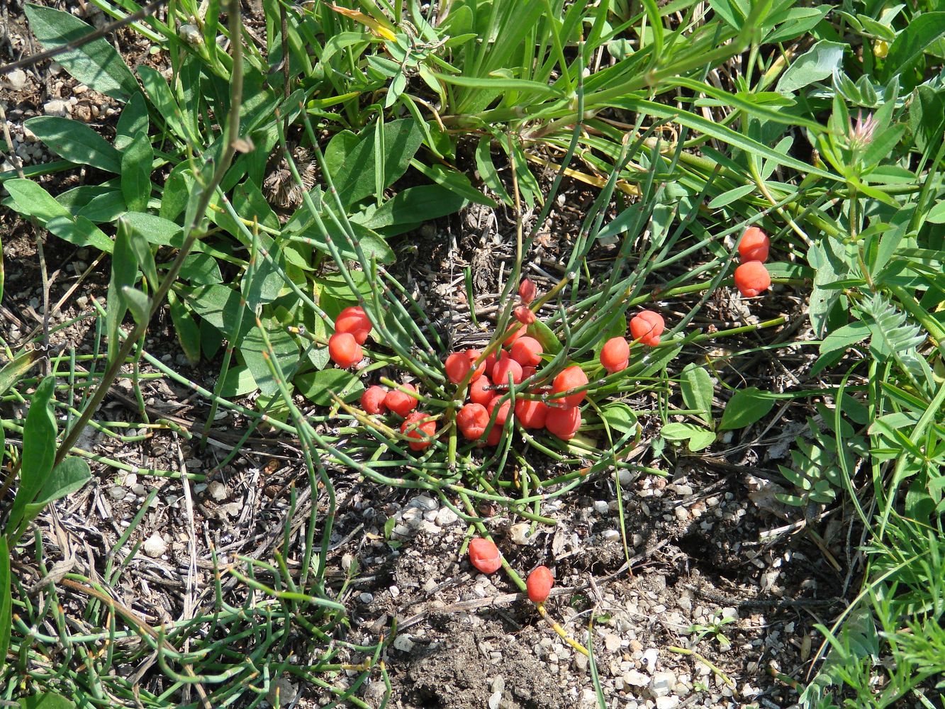 Изображение особи Ephedra monosperma.