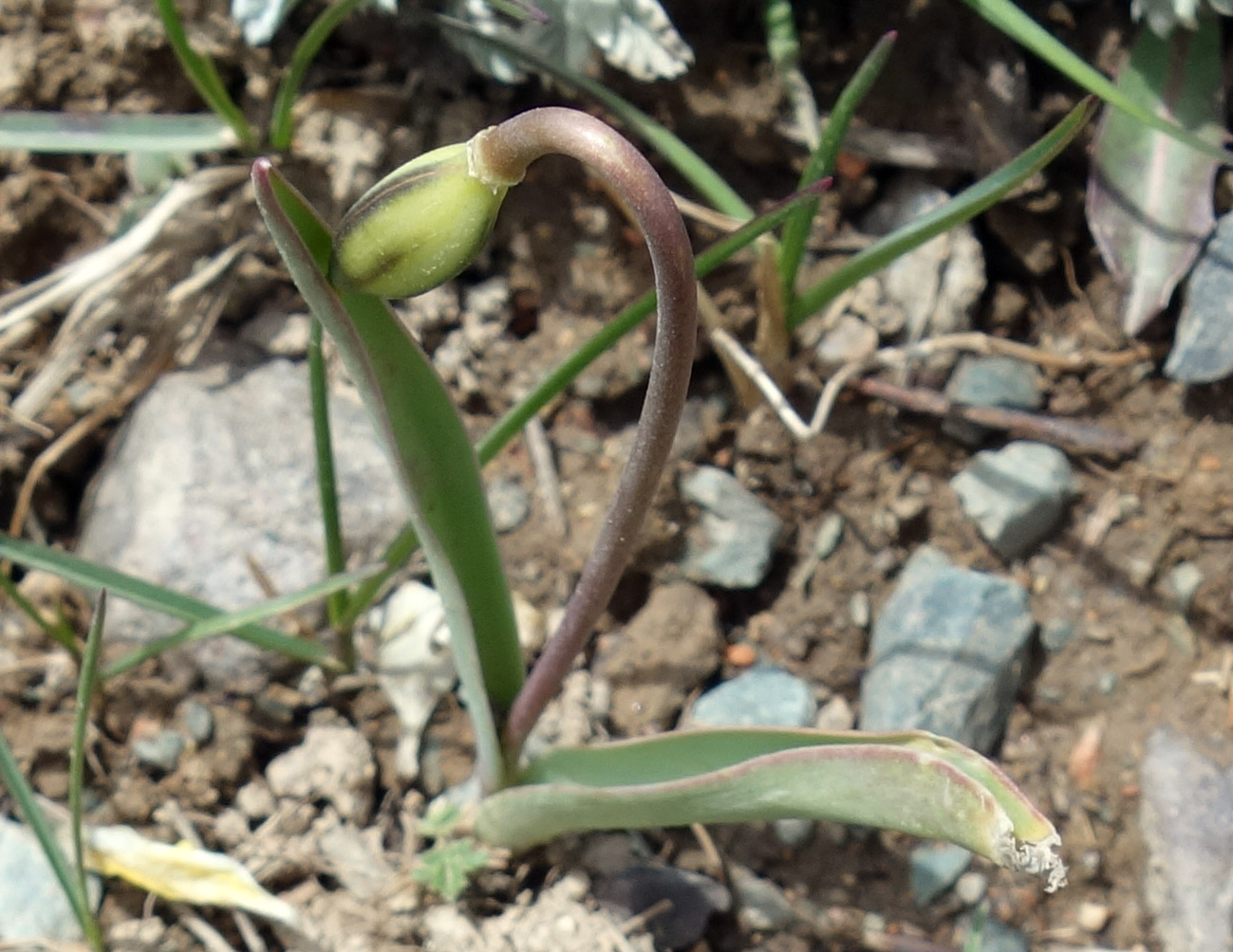 Image of Tulipa dasystemon specimen.