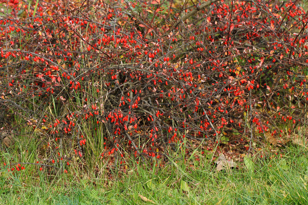 Image of Berberis thunbergii specimen.