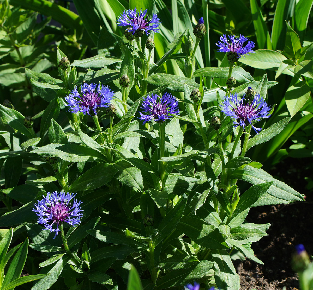 Image of Centaurea montana specimen.