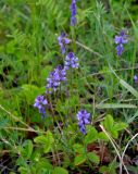 Polygala hybrida. Верхушки побегов с соцветиями (внизу видны листья Fragaria). Алтай, Онгудайский р-н, перевал Чике-Таман, ≈ 1300 м н.у.м., луговой склон. 10.06.2019.