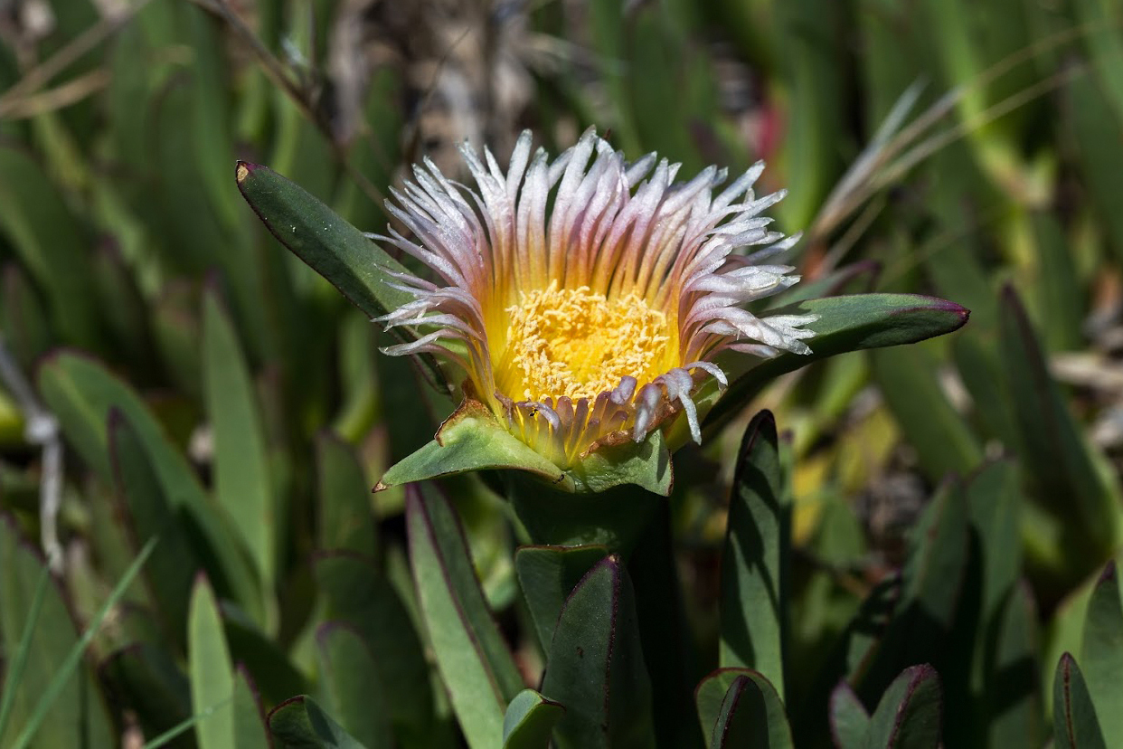 Image of genus Carpobrotus specimen.