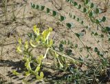 Astragalus flexus