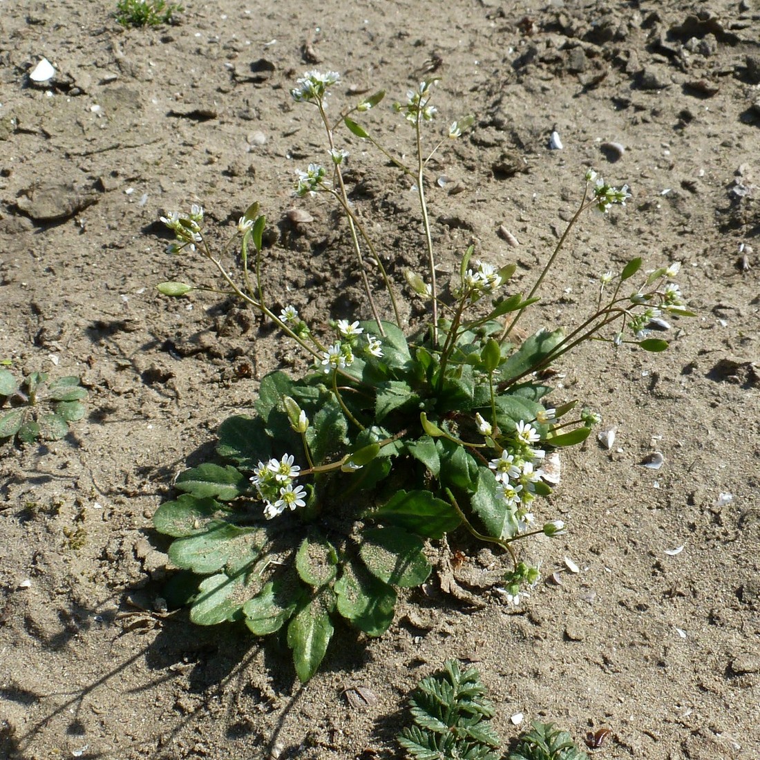 Изображение особи Erophila verna.