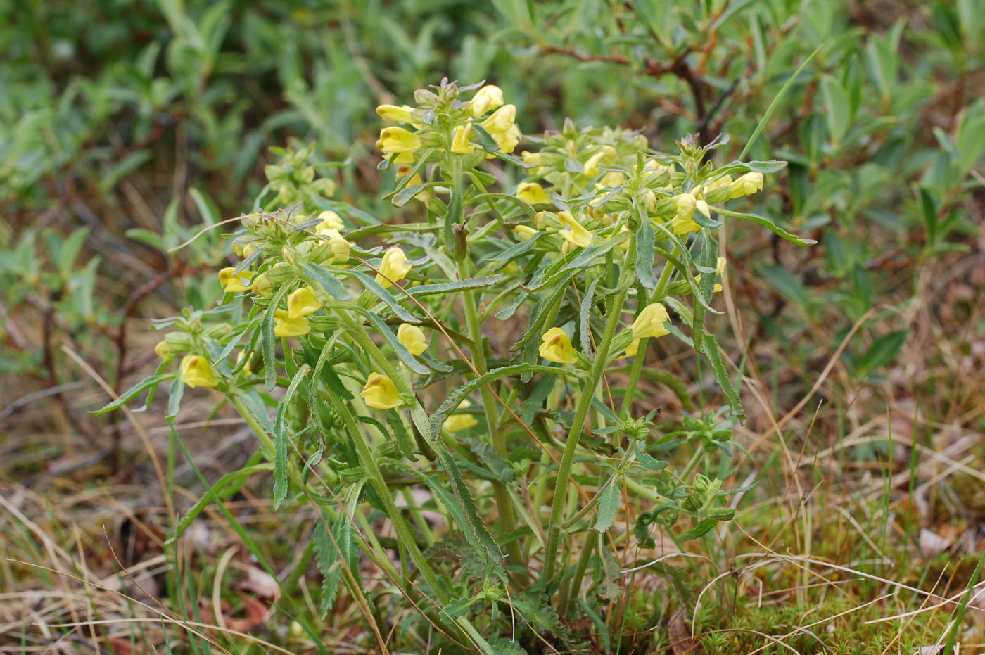 Изображение особи Pedicularis labradorica.