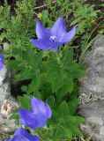 Platycodon grandiflorus