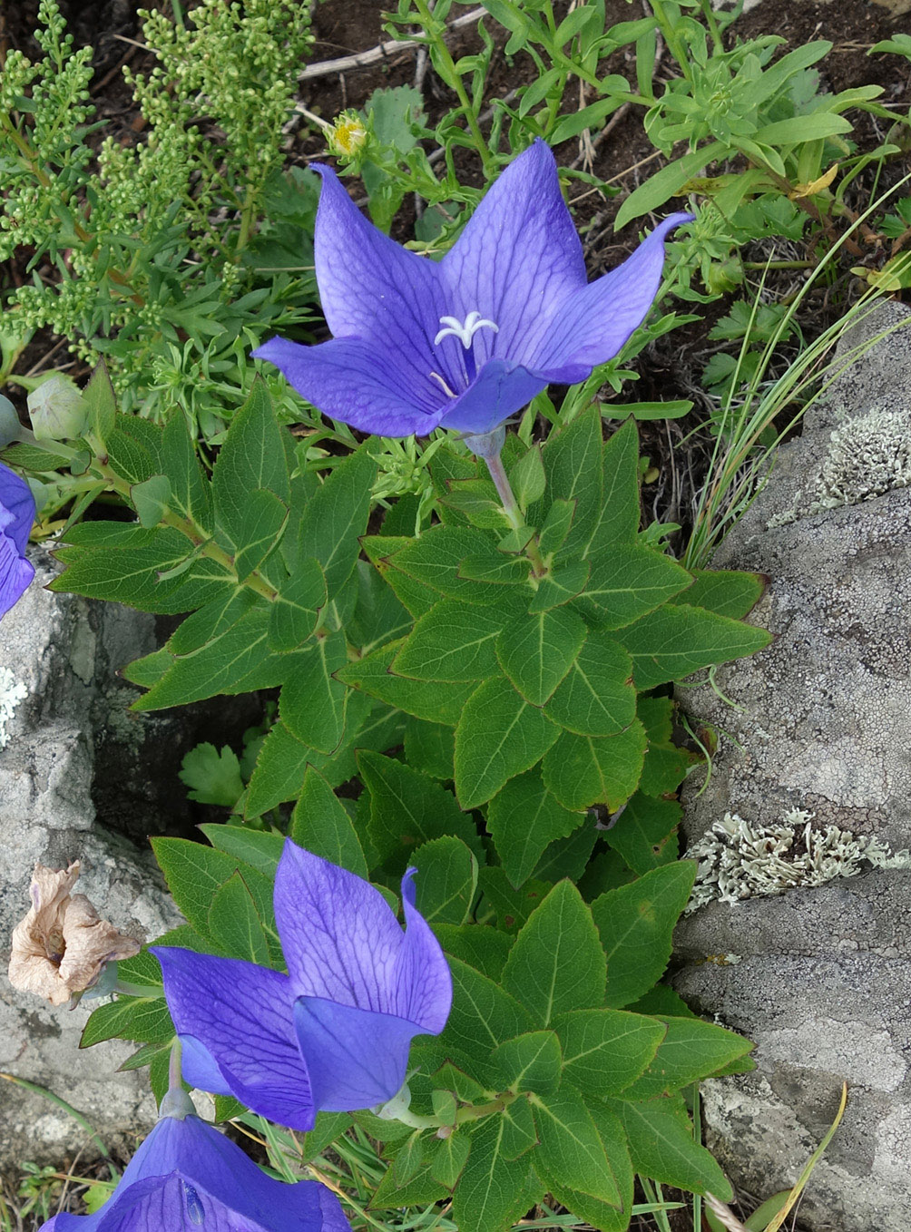 Image of Platycodon grandiflorus specimen.