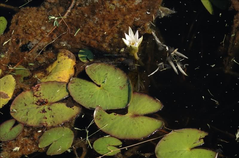 Image of Nymphaea mexicana specimen.