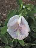 Clitoria mariana