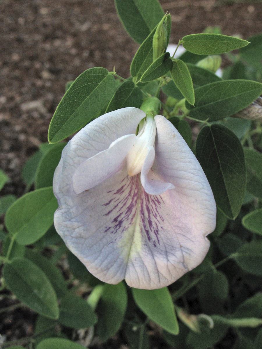 Image of Clitoria mariana specimen.