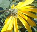 Helianthus tuberosus. Нижняя сторона соцветия. Тверская обл., г. Тверь, Заволжский р-н, около трамвайного депо, луговина. 31 августа 2019 г.