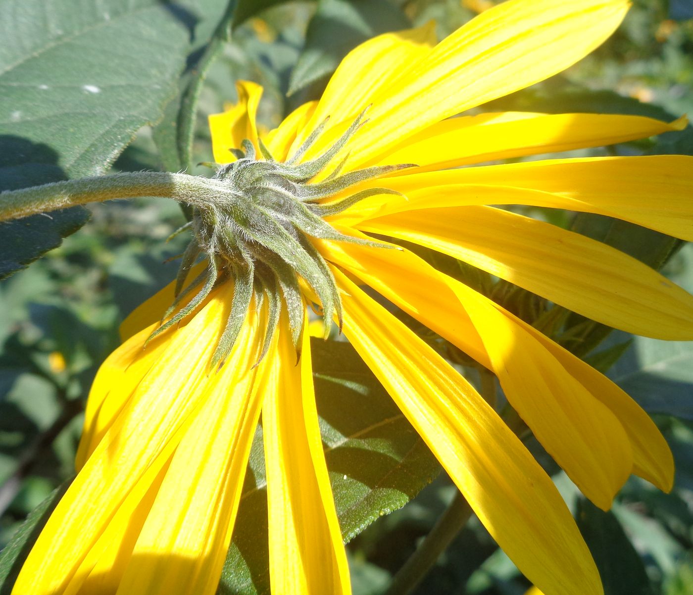 Изображение особи Helianthus tuberosus.