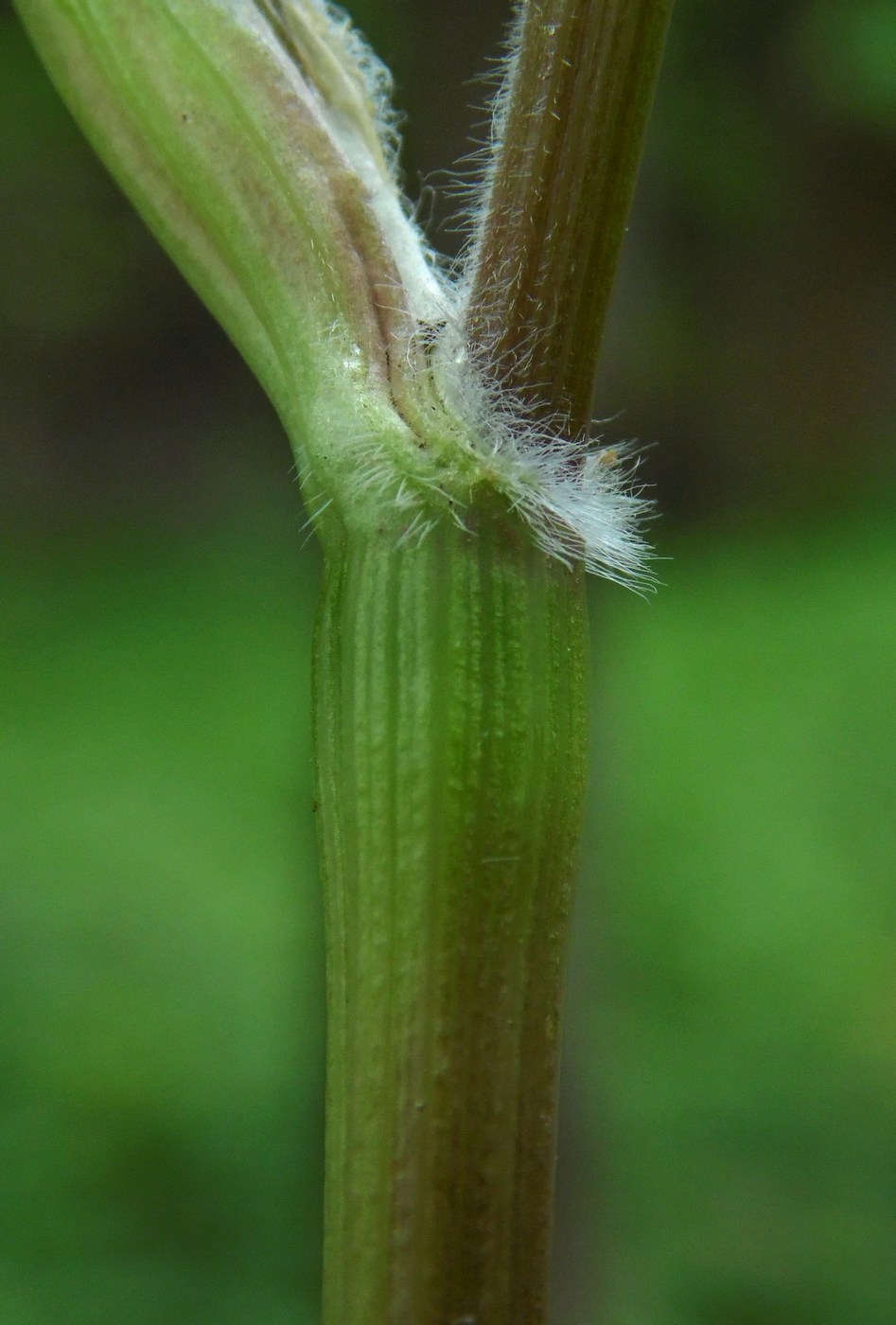 Image of Anthriscus cerefolium specimen.