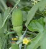 Corallocarpus welwitschii