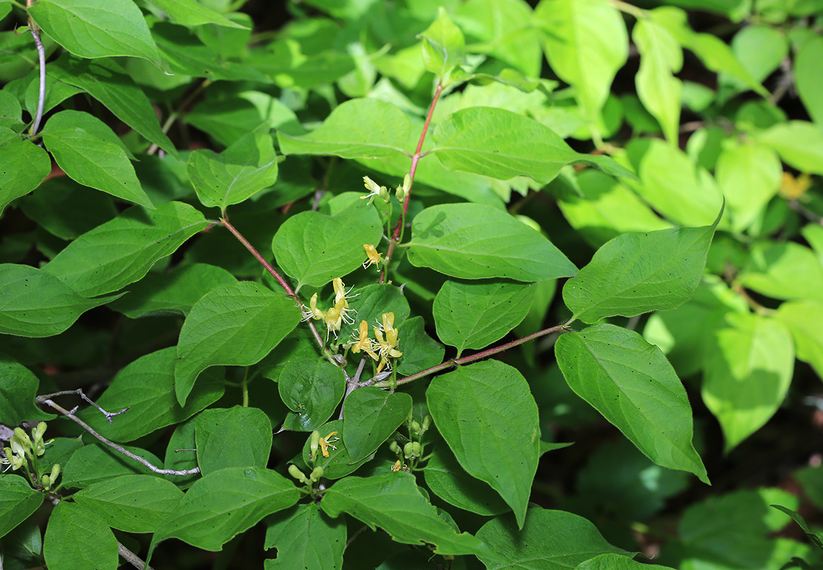 Изображение особи Lonicera chrysantha.