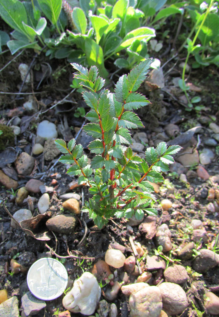 Image of Sorbus reducta specimen.
