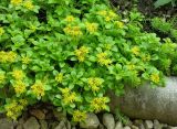 Aizopsis sikokiana