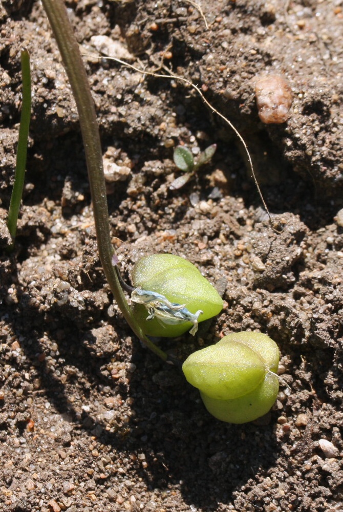 Изображение особи Scilla siberica.