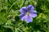 Geranium gymnocaulon. Цветок и верхушка побега с соцветием с бутонами. Адыгея, Кавказский биосферный заповедник, плато Лаго-Наки, 2030 м н.у.м., субальпийский луг. 04.07.2020.