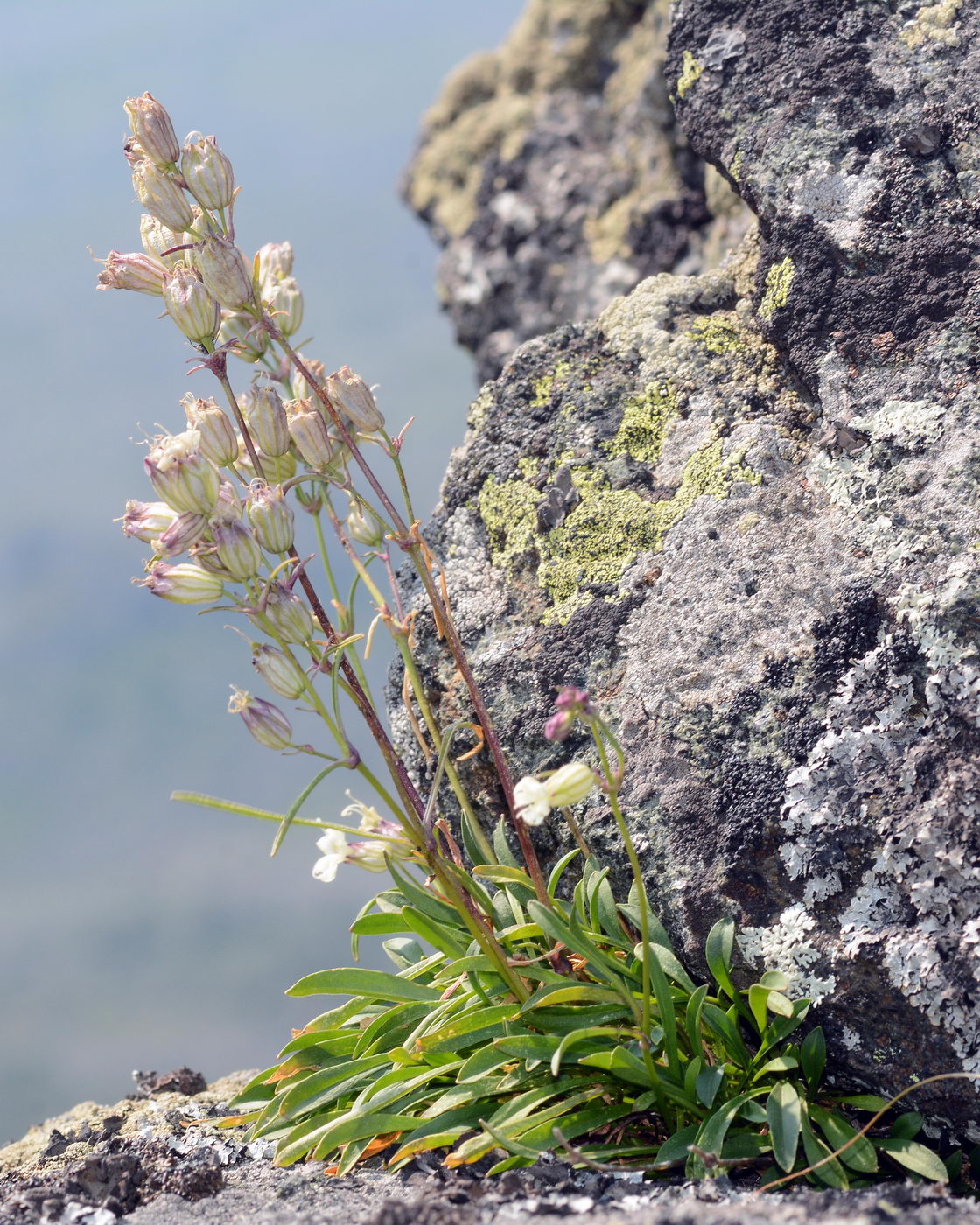 Изображение особи Silene paucifolia.