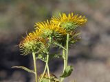 Inula britannica. Побеги с соцветиями. Крым, Симферополь, западный берег Симферопольского водохранилища. 24.08.2020.