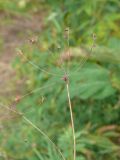 Bupleurum longifolium ssp. aureum