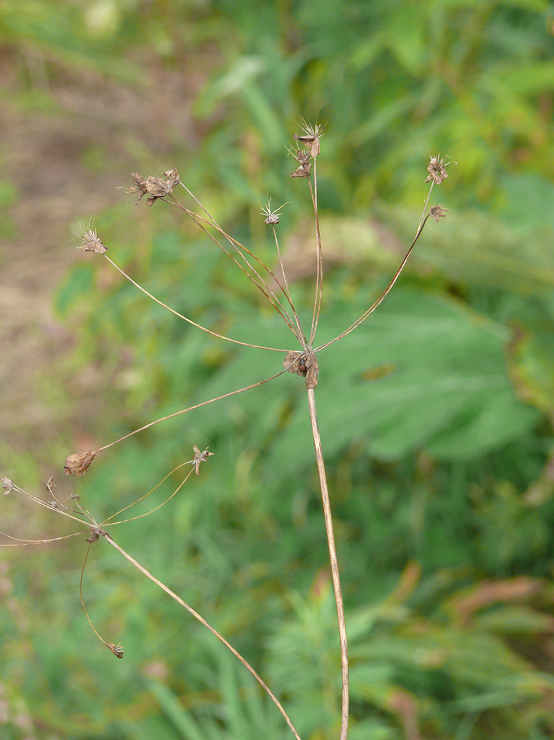 Изображение особи Bupleurum longifolium ssp. aureum.