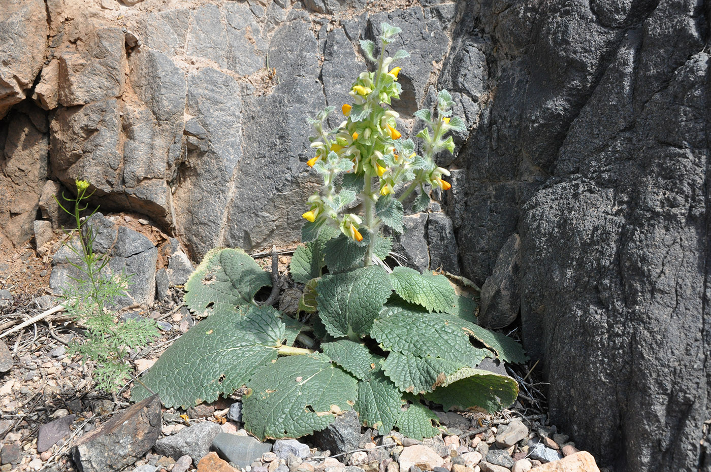 Image of Eremostachys isochila specimen.