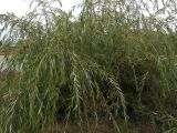 род Salix