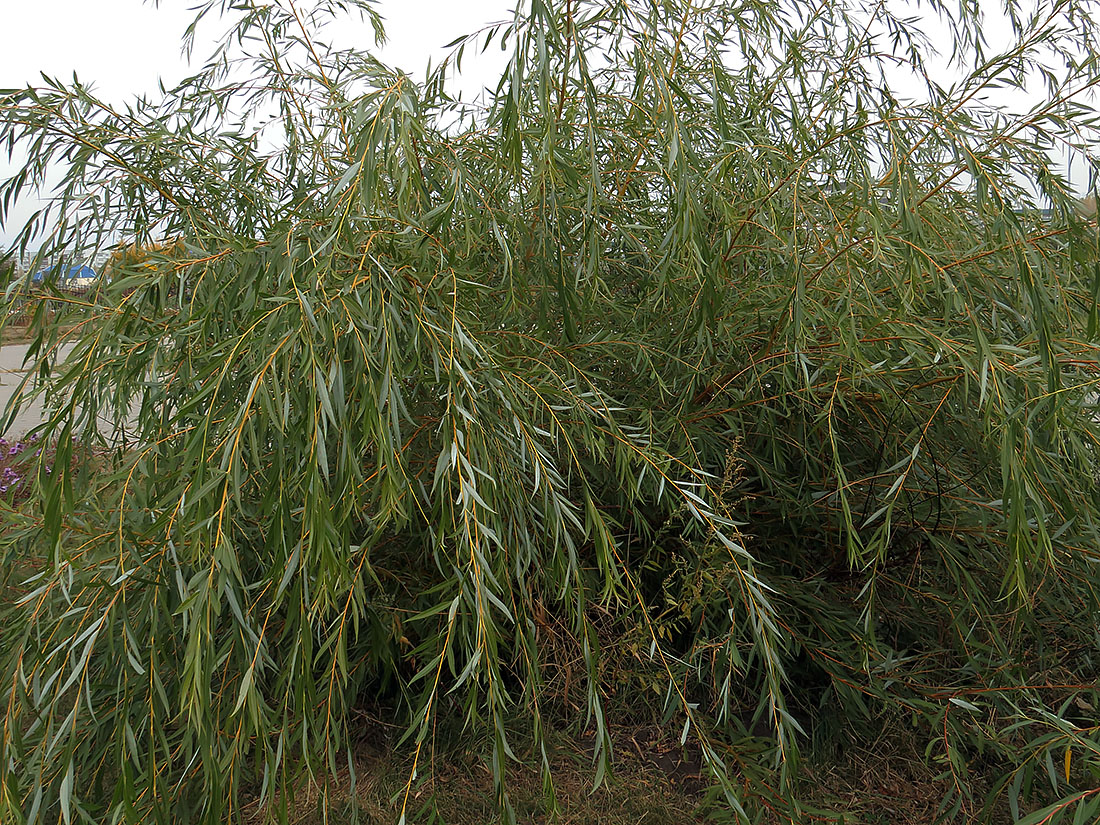 Image of genus Salix specimen.