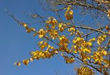 Populus suaveolens. Верхушка ветви с листьями в осенней окраске. Тульская обл., Узловский р-н, окр. с. Люторичи, берег карьера. 04.10.2020.