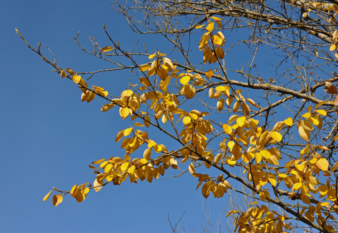 Image of Populus suaveolens specimen.