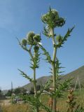 Echinops sphaerocephalus