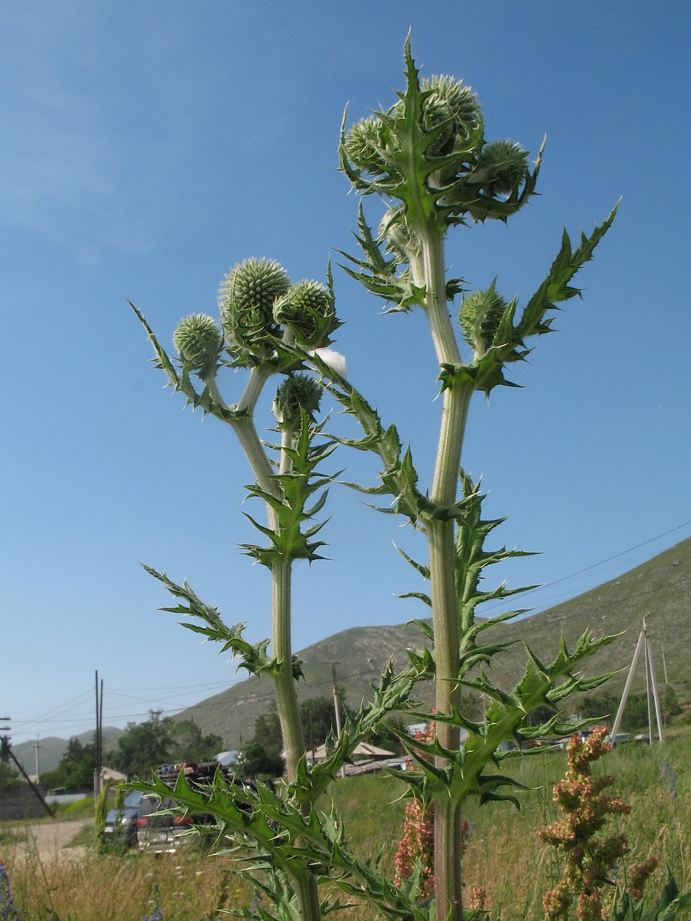 Изображение особи Echinops sphaerocephalus.