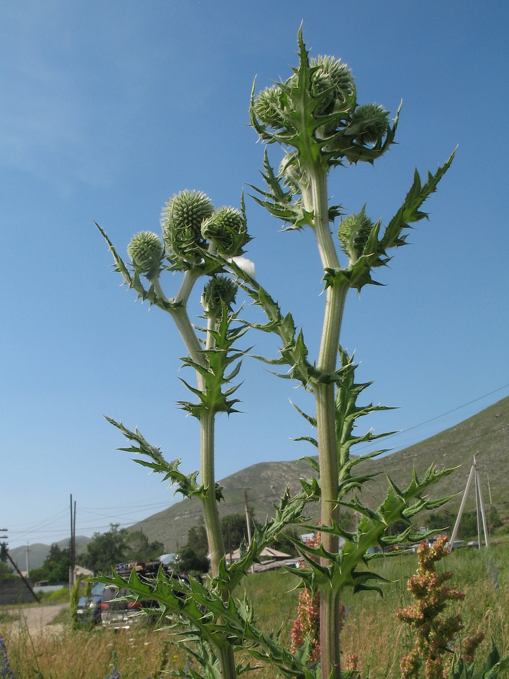 Image of Echinops sphaerocephalus specimen.