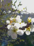 Prunus domestica