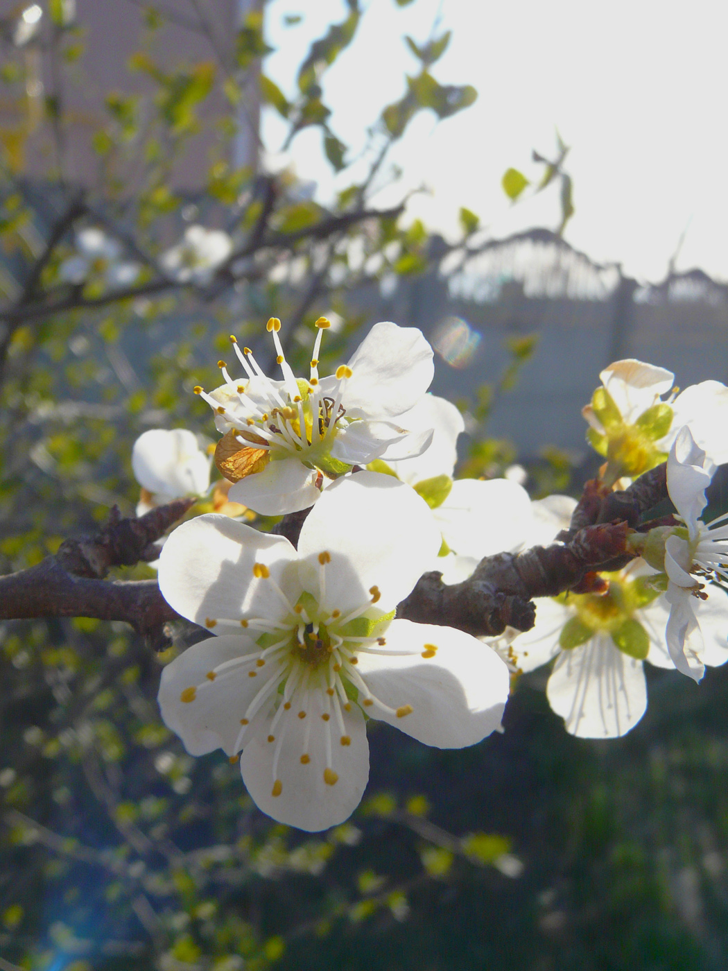 Изображение особи Prunus domestica.