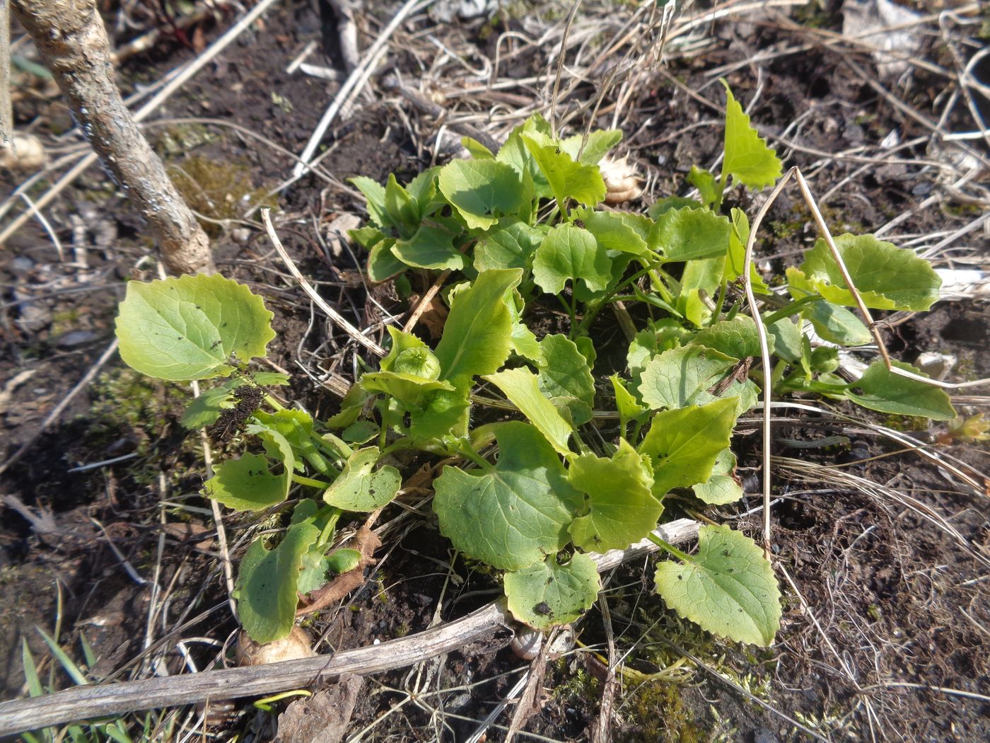 Image of Doronicum carpaticum specimen.