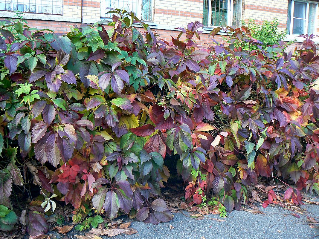 Image of Parthenocissus quinquefolia specimen.