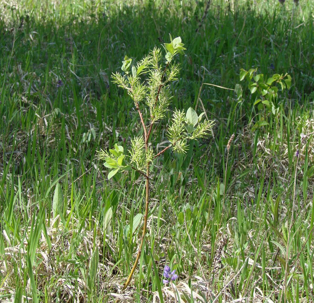 Image of Salix caprea specimen.