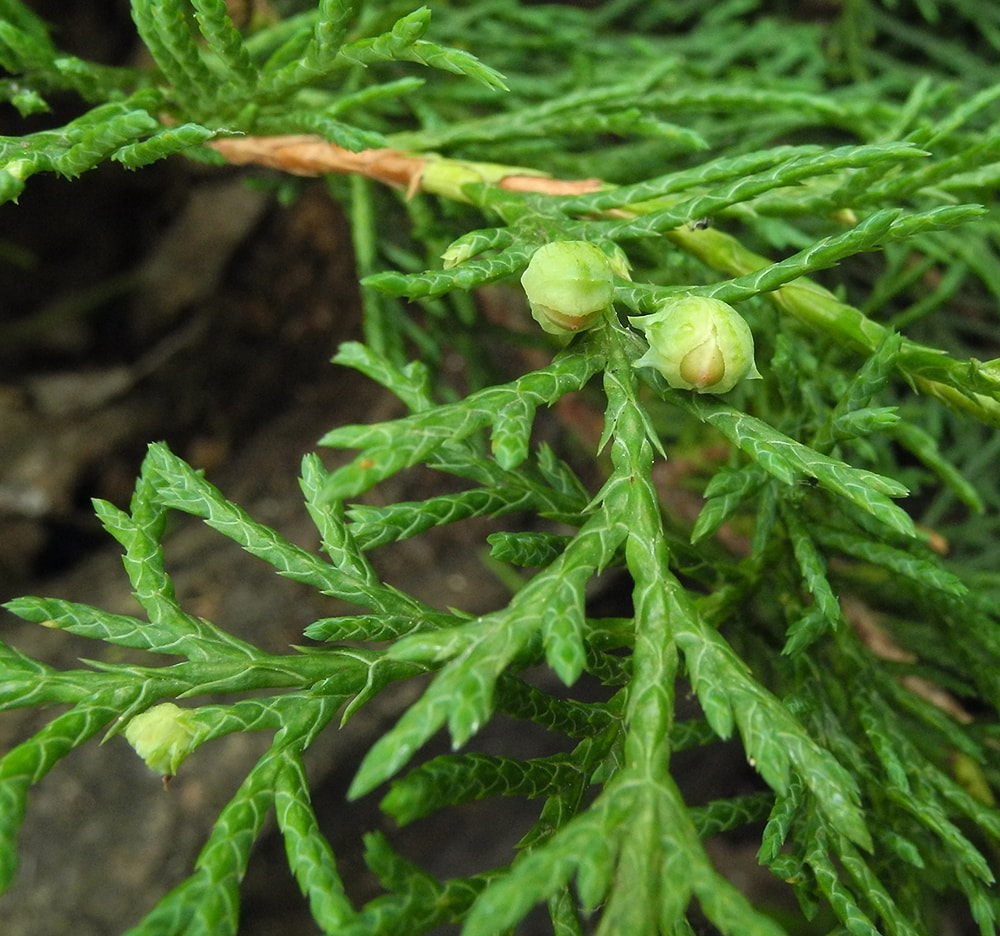 Image of Microbiota decussata specimen.