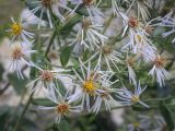 семейство Asteraceae. Соцветия-корзинки. Санкт-Петербург, Ботанический сад БИН РАН, альпийская горка, в культуре. 09.09.2020.