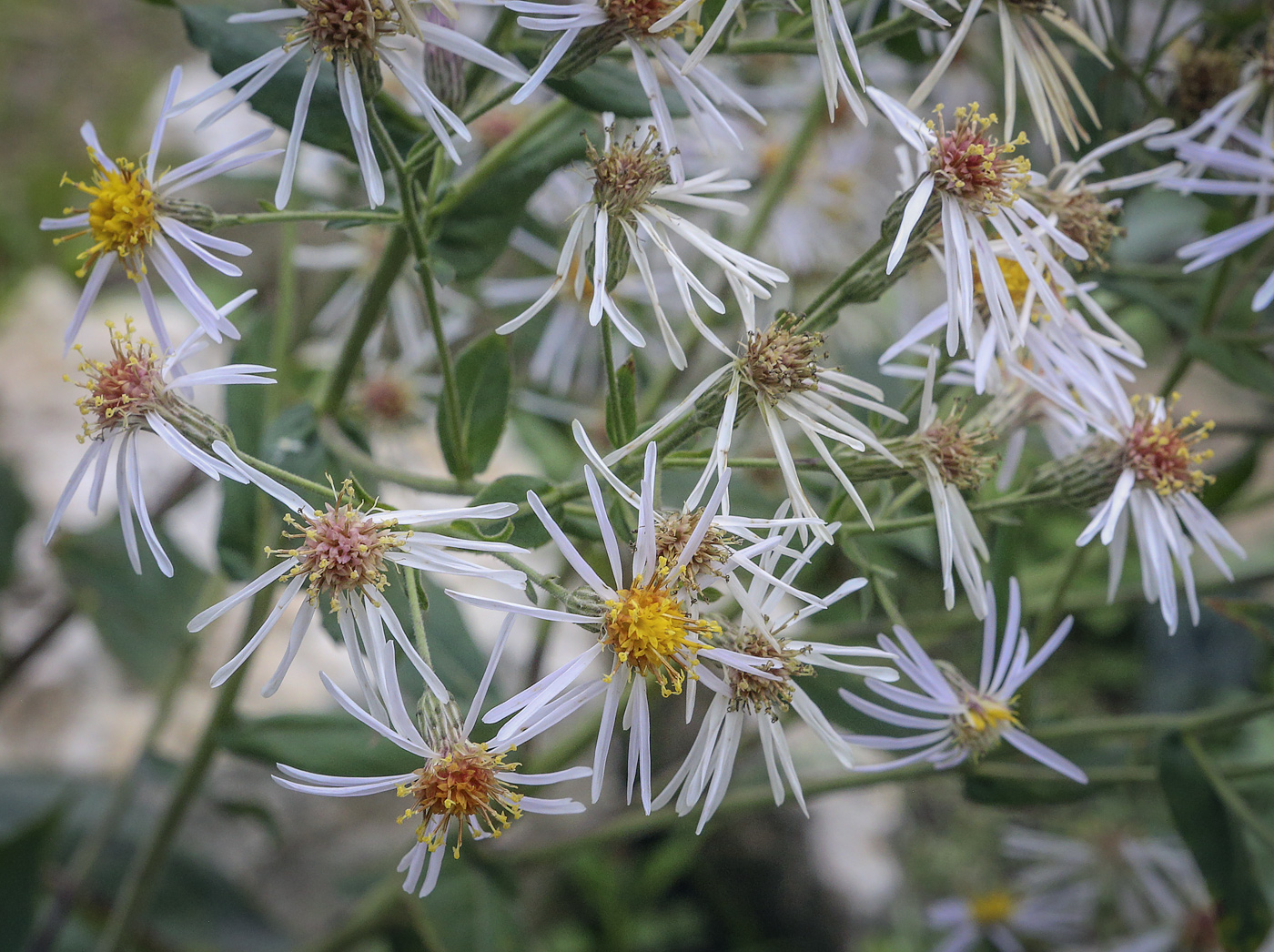 Изображение особи семейство Asteraceae.