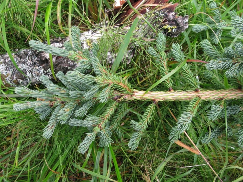 Изображение особи Picea obovata var. coerulea.