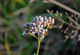 Achillea millefolium